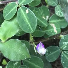 Image result for Grona triflora