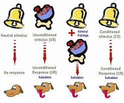 Operant conditioning worksheet #1 identify as positive reinforcement, negative reinforcement, positive punishment, or negative punishment. Classical Conditioning Worksheet The Fairest Game