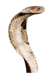 Snake python reptile, snake, black and brown snake against blue background png clipart. Snake Png Transparent Background Image For Free Download 22 Png 7262 Free Png Images Starpng