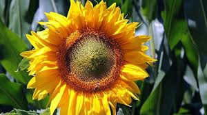 Hal ini disebabkan oleh sifat bunga matahari yang akan selalu mengikuti cahaya matahari dan selalu menghadap ke arah cahaya matahari. Cerita Legenda Bunga Matahari Beserta Ulasannya 2021 Poskata