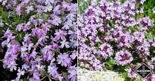 Best flowering ground cover zone 9. Walkable Groundcovers Plants That Can Survive Some Foot Traffic Gardening Channel