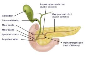 The sphincter of oddi is a muscular valve in your digestive tract. Sphincter Of Oddi Dysfunction Sod Musc Health Charleston Sc