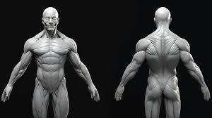 Male Anatomy Model Sculpt On Cubebrush Co In 2020 Human Anatomy Art Human Figure Drawing Anatomy Sculpture