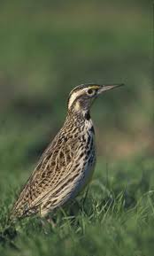 Birds Of Western New York State Western Meadowlark Bird Head Public Domain Image State Birds Bird Bird Poster