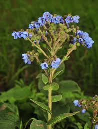 Image result for Neuracanthus africanus