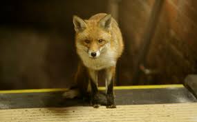 They've seen what foxes do, and they've lost lots. Is It Likely That A Fox Will Attack Me My Child My Cat Or My Dog Wildlife Online