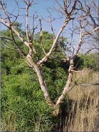 Image result for Albizia tanganyicensis