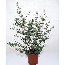 Silver Dollar Eucalyptus Plant Easy Indoors Or Out 3 Pot Walmart Com Giftryapp Eucalyptus Plant Indoor Eucalyptus Plant Plants