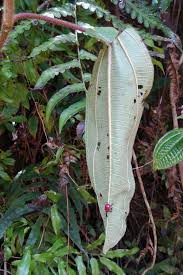 Image result for Dichaetanthera