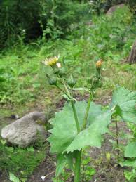 Image result for Sonchus oleraceus