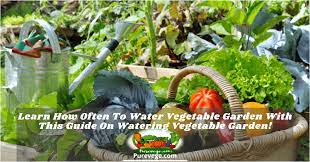There are many factors involved in this process that decide the two major aspects of timing that are when and what is the right time to water your vegetable plants. Learn How Often To Water Vegetable Garden With This Guide On Watering Vegetable Garden