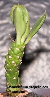 Image result for Monadenium pedunculatum