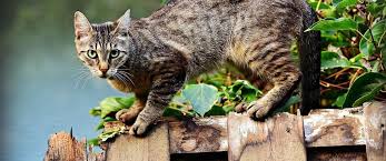 Richten sie den starken strahl jedoch nie. Katzenschreck Produkte Der Katzenfreie Garten