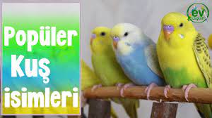 muhabbet kusu isimleri en populer kus isimleri renklerine gore youtube
