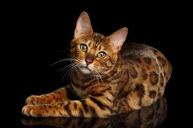 Small adorable bengal cat kitten looking up at the sky. Cat Breed Profile Getting To Know The Bengal Cat Figo Pet Insurance