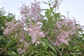 Image result for Syringa prestoniae