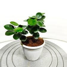 Image result for Grewia microcarpa