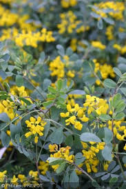 Parmi eux, on aime particulièrement les camélias d'automne ou les. Coronille Glauque Coronilla Valentina Subsp Glauca Arbuste Vivace Arbuste Ornemental Arbuste Plantes Mediterraneennes
