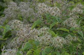 Image result for Clematis uhehensis