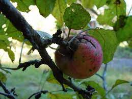 Chernobyl Apple Chernobyl Nuclear Energy Disasters