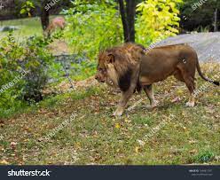 Portrait Of A Lion In The Bronx Zoo Observing Its Habitat Leon Locked In A Well Kept Zoo Lions From Africa Animal Life Wild Wildlif Bronx Zoo Habitats Zoo