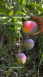 Jamaican Mangoes