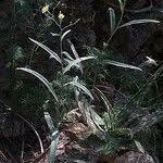 Image result for Launaea cornuta