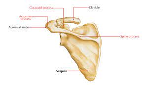 Back pain under left shoulder blade can occur from any number of things. Easy Notes On Scapula Learn In Just 4 Minutes Earth S Lab