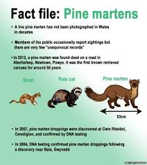 Because of logging, most of its wooded habitat was lost. New Neighbours Relocation Of The Pine Marten Dan Rouse