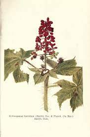 Adding Devil S Club To Your Materia Medica Herbal Academy