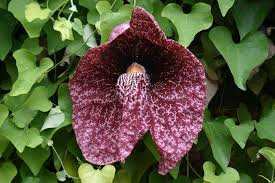 Image result for Aristolochia littoralis