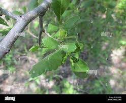 Image result for Searsia tenuinervis