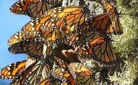 Mariposa Monarca Disminuyo 53 Por Ciento De Ocupacion Conanp