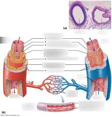 All blood vessels have the same basic structure. General Structure Blood Vessels Labeling Diagram Quizlet