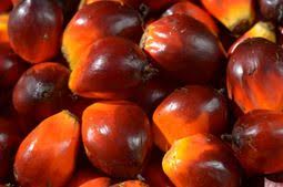 Ini tergantung pada bibit yang dipilih. Bagaimana Pohon Kelapa Sawit Tumbuh Pt Sinar Mas Agro Resources And Technology Tbk Pt Smart Tbk