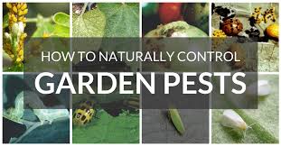 Most aphids especially like succulent new growth. The Ultimate Guide To Garden Pest Control