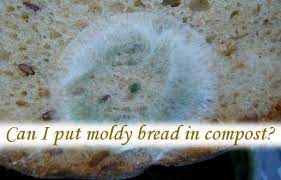 Some bacteria, such as the legionella longbeachae, can also flourish in compost heaps. Can I Put Moldy Bread In Compost Compost Starts With Mold Rolypig