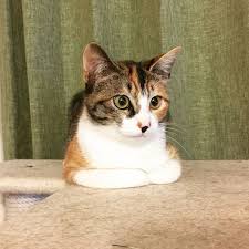 Bu Deli Deli Dans Eden Kim Cats And Kittens Cats Animals And Pets