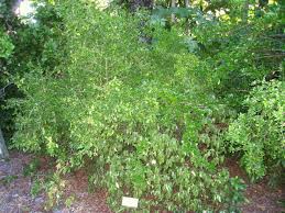 Image result for Landolphia ligustrifolia