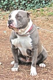 american bully breed information history health pictures