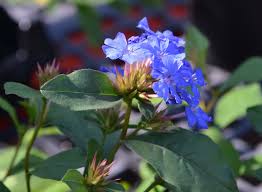 Image result for Plumbago