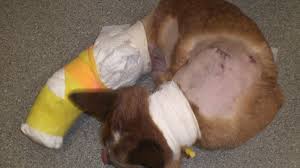 So mostly the packs are made up of males and have very few females in them. Petition Gold Coast City Council Wild Dogs Live Here And This Is What They Can Do Do Not Close The Maudsland Rural Tip And Do Not Introduce Wheelie Bins And Bulk