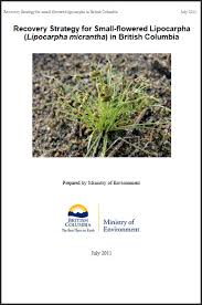 Image result for Lipocarpha micrantha