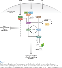 Taken together, the results implicate the genes in responses to cwi impairment, cell wall metabolism and/or pathogen defence, thus identifying new molecular. Figure 5 From Plant Cell Wall Deconstruction By Ascomycete Fungi Semantic Scholar