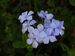 Image result for Plumbaginaceae