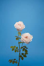 The English Rose Blue Flower Wallpaper English Roses Miss Moss