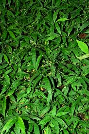 Image result for Pseudechinolaena