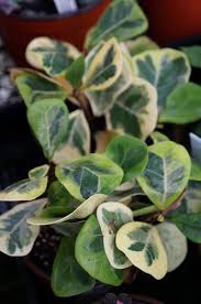 Image result for Ficus natalensis