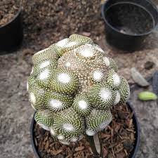Maybe you would like to learn more about one of these? Jual Tanaman Hias Kaktus Unik Kab Bandung Barat Kaktus Ahmad Tokopedia