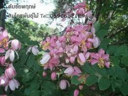 Image result for Cassia agnes